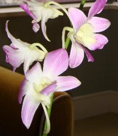 DSC00733.jpg